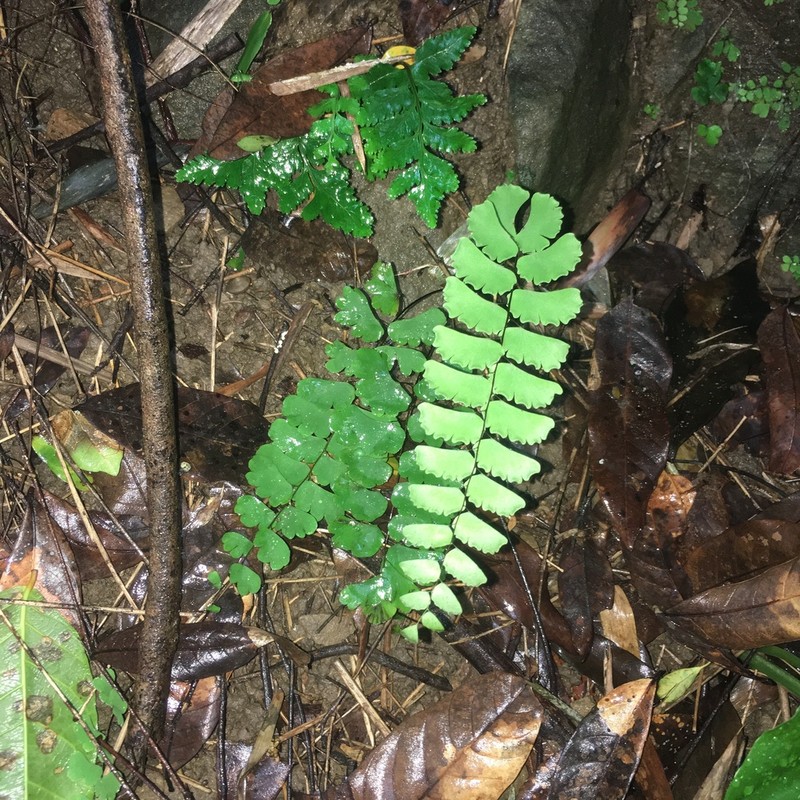 Adiantum menglianense photo 6