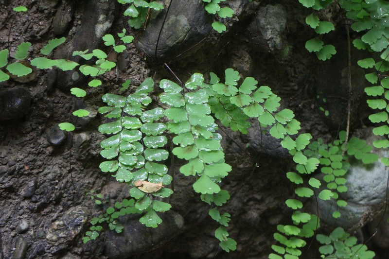 Adiantum menglianense photo 7