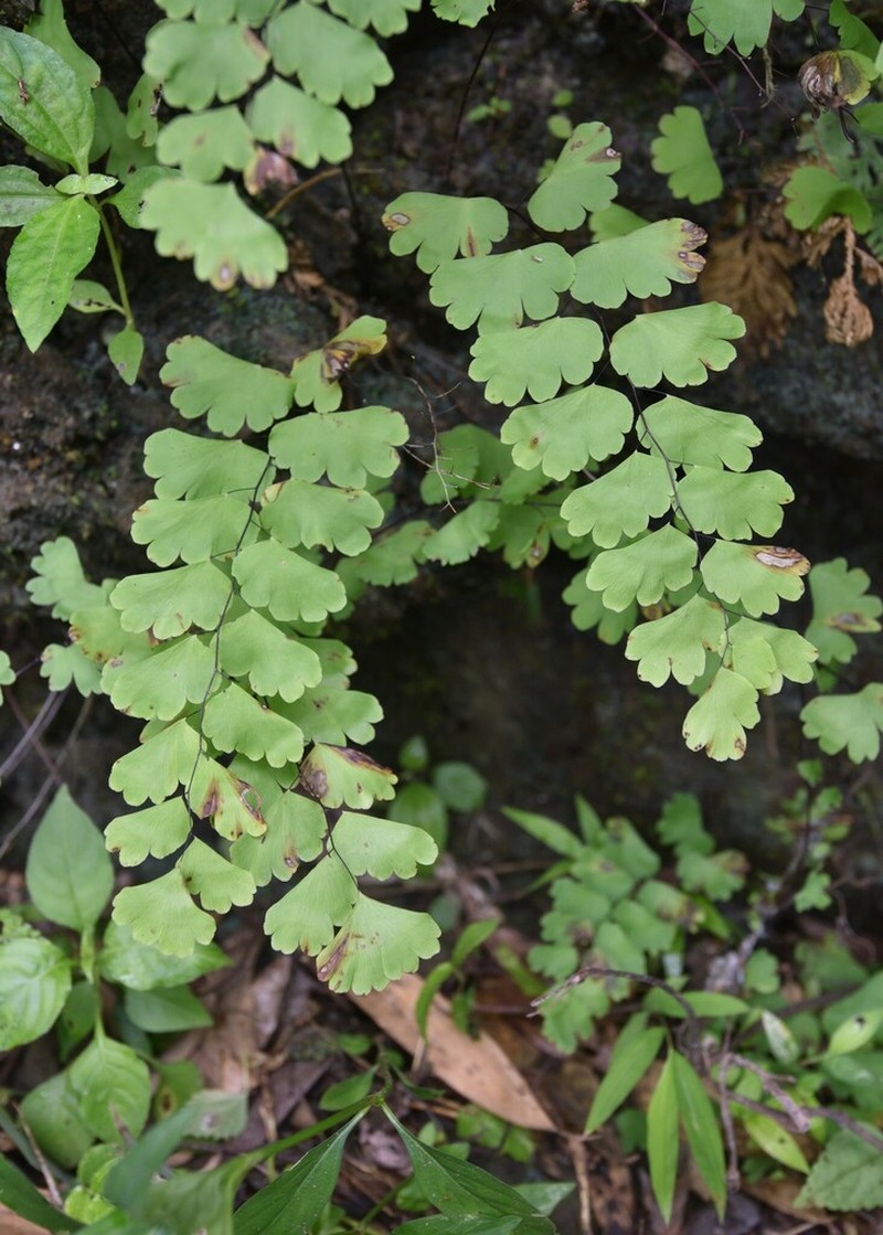 Adiantum menglianense photo 8