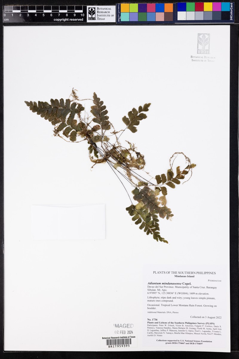 Adiantum mindanaoense