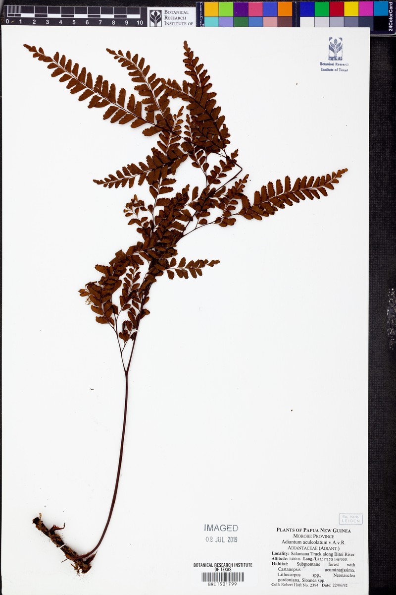 Adiantum mindanaoense photo 2