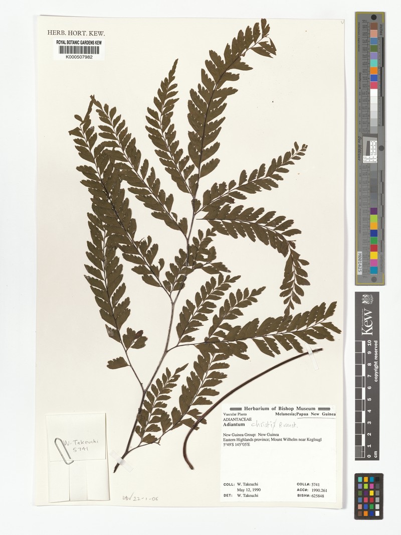 Adiantum mindanaoense photo 3