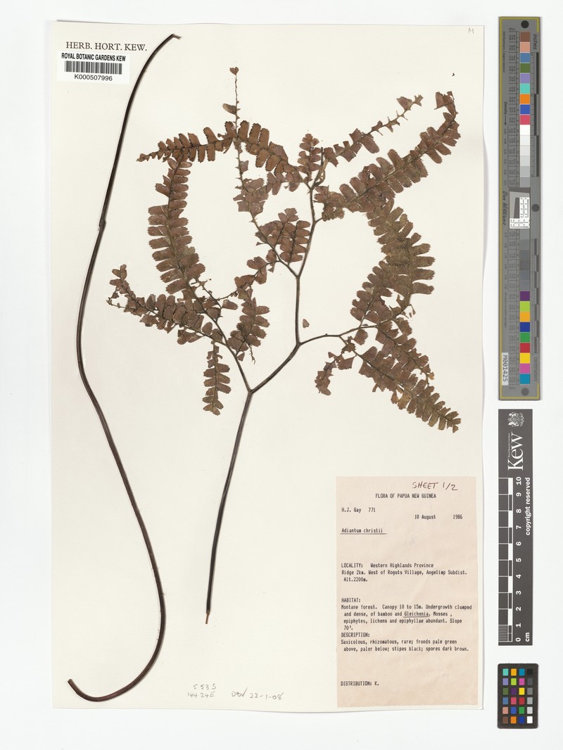 Adiantum mindanaoense photo 4