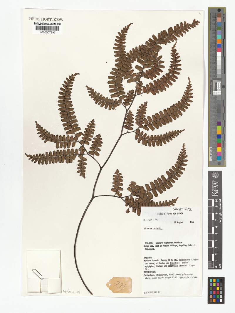 Adiantum mindanaoense photo 5