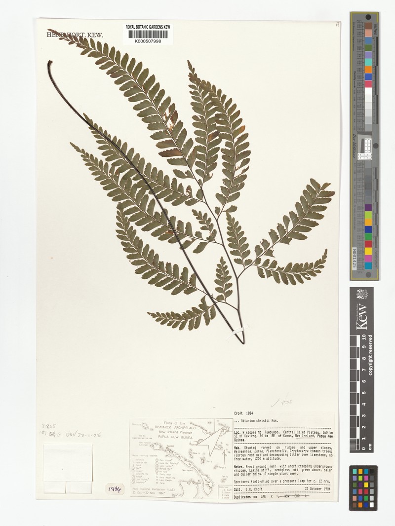 Adiantum mindanaoense photo 6