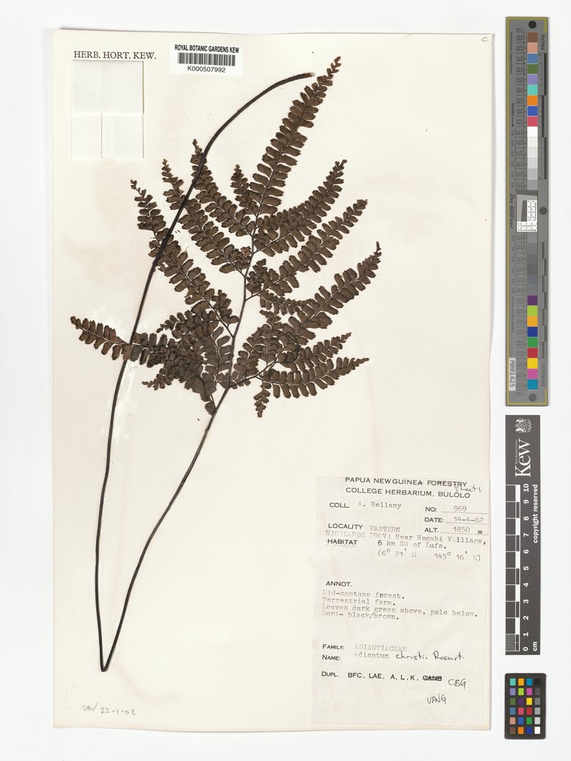 Adiantum mindanaoense photo 7