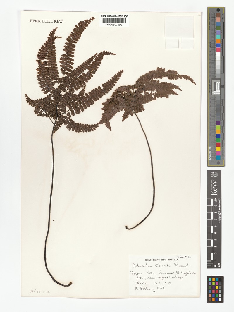 Adiantum mindanaoense photo 8
