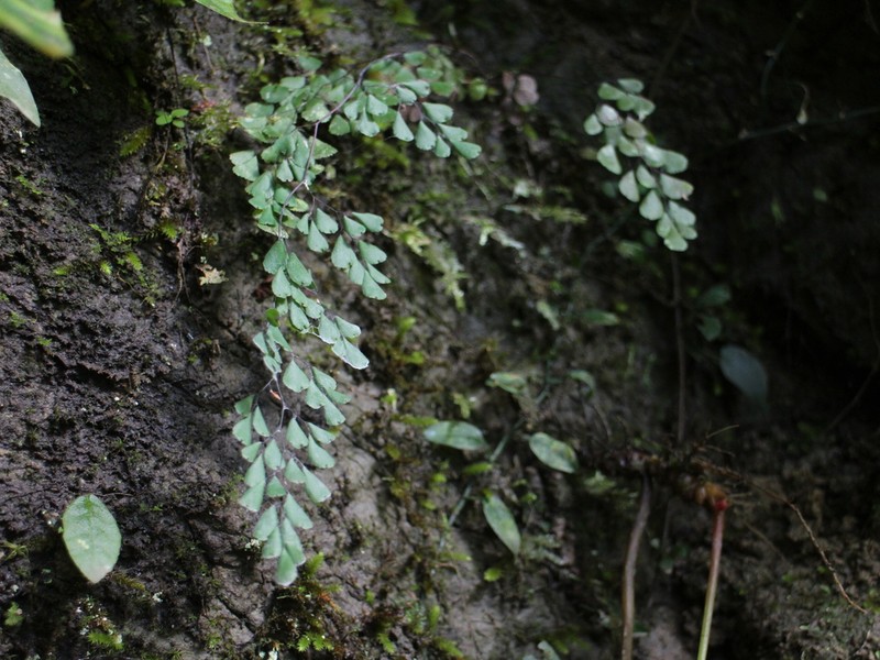 Adiantum monochlamys