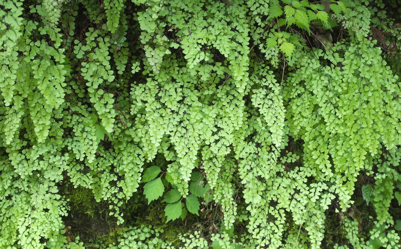 Adiantum monochlamys photo 2