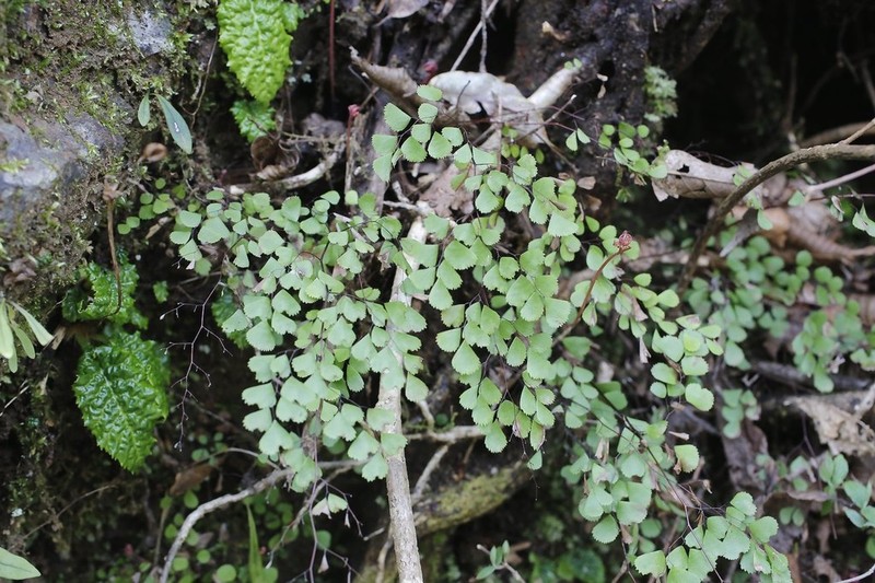 Adiantum monochlamys photo 3