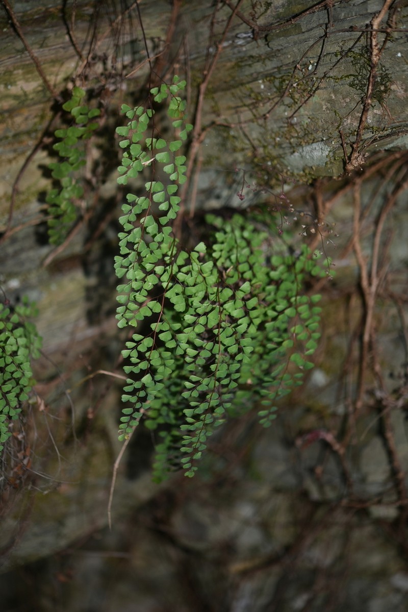 Adiantum monochlamys photo 4