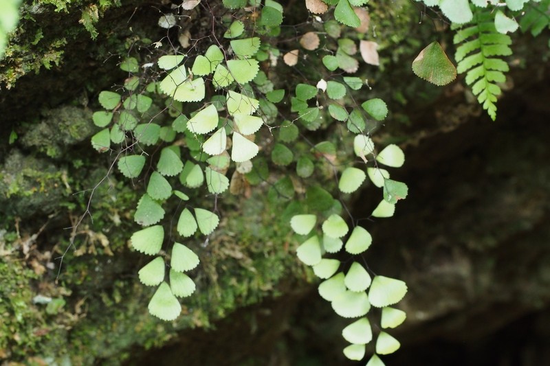 Adiantum monochlamys photo 6