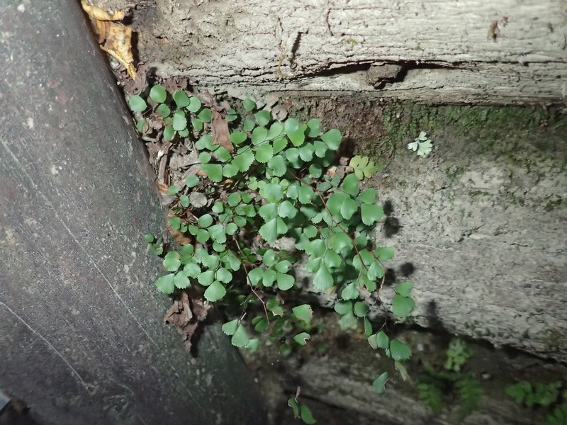 Adiantum monochlamys photo 7