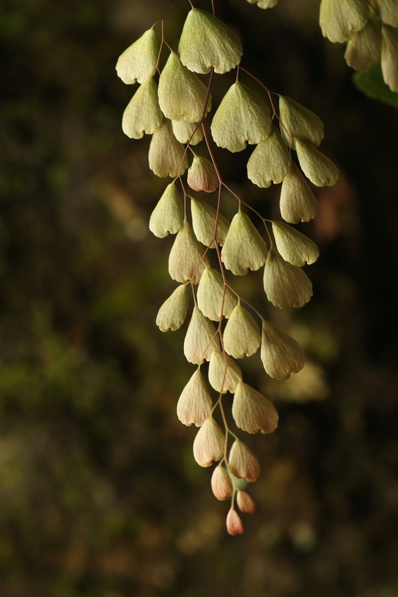 Adiantum monochlamys photo 8