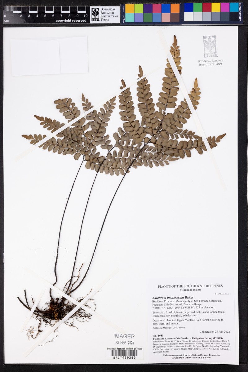 Adiantum monosorum