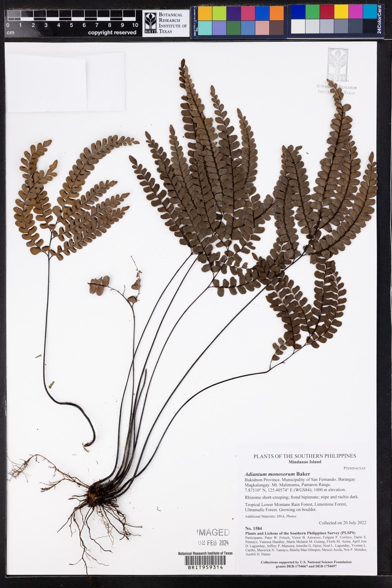 Adiantum monosorum photo 2