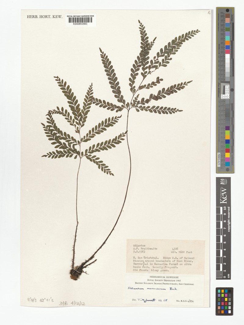 Adiantum monosorum photo 3