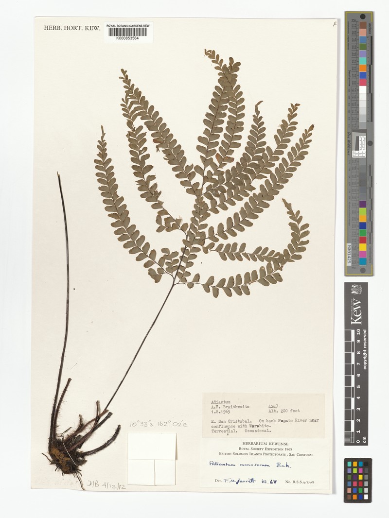 Adiantum monosorum photo 4