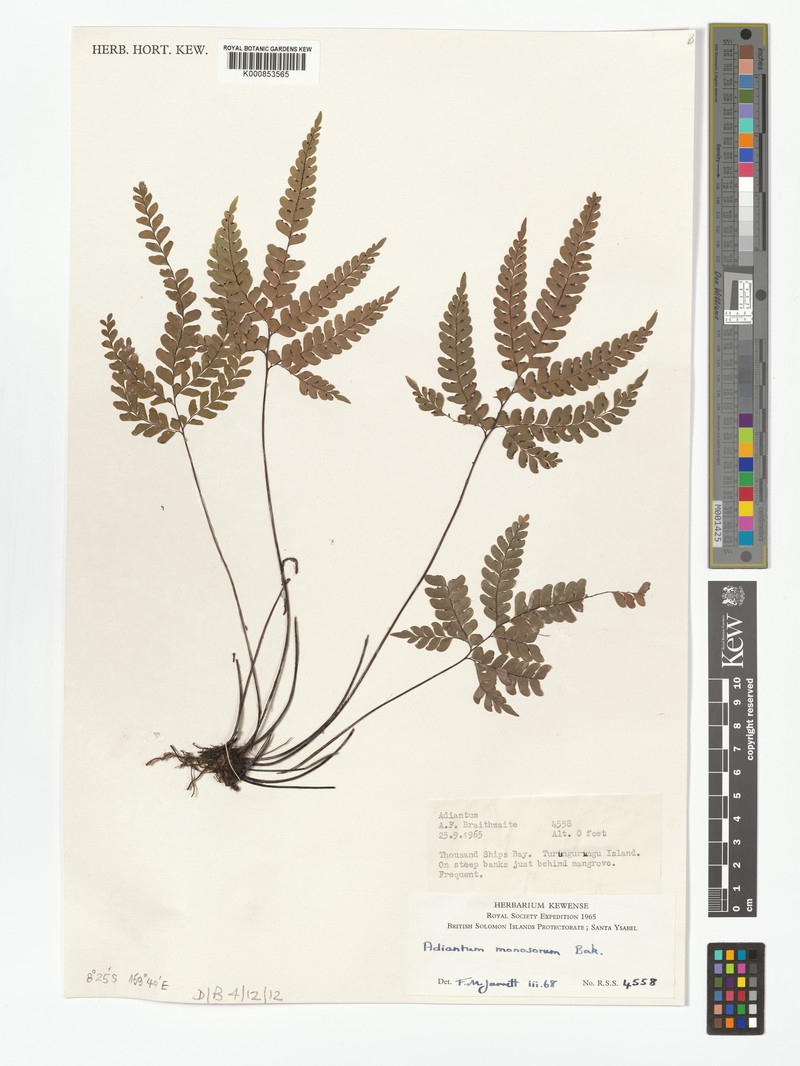 Adiantum monosorum photo 5