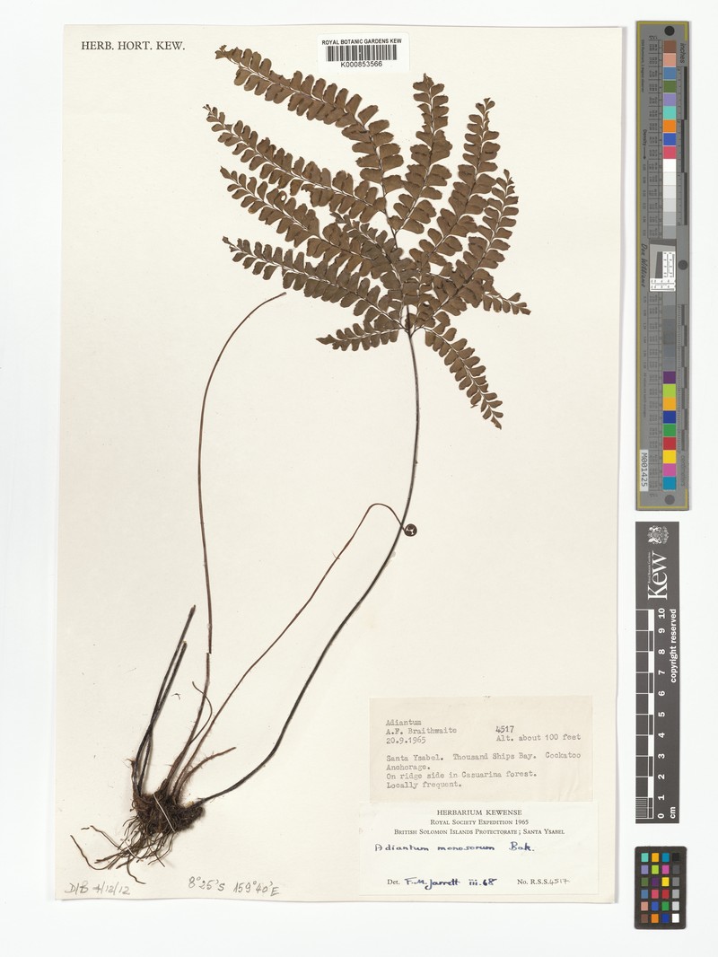 Adiantum monosorum photo 6