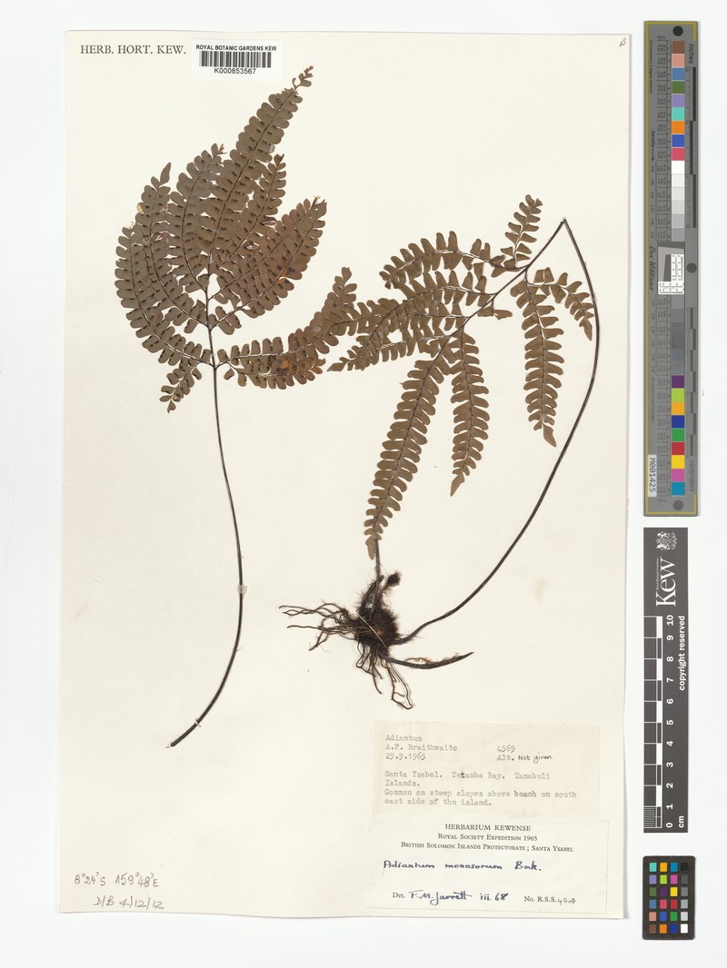 Adiantum monosorum photo 7