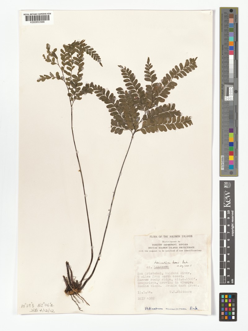 Adiantum monosorum photo 8