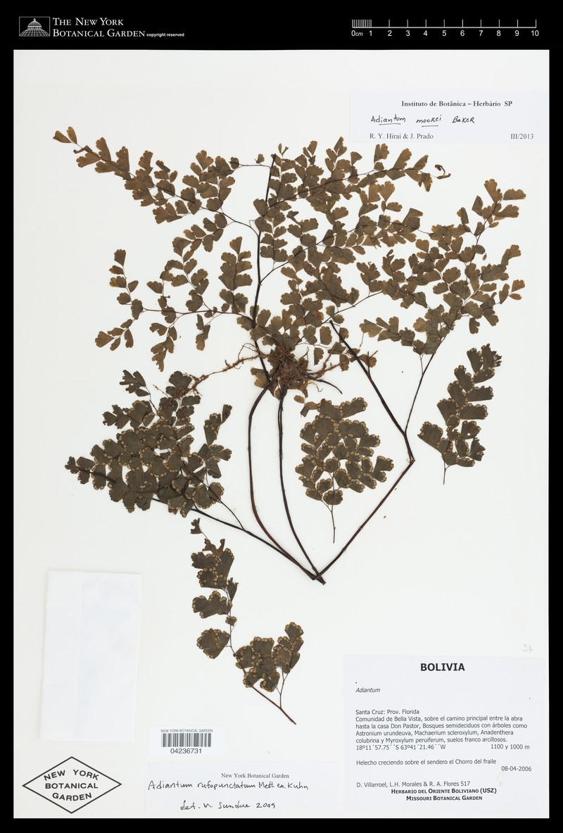 Adiantum moorei