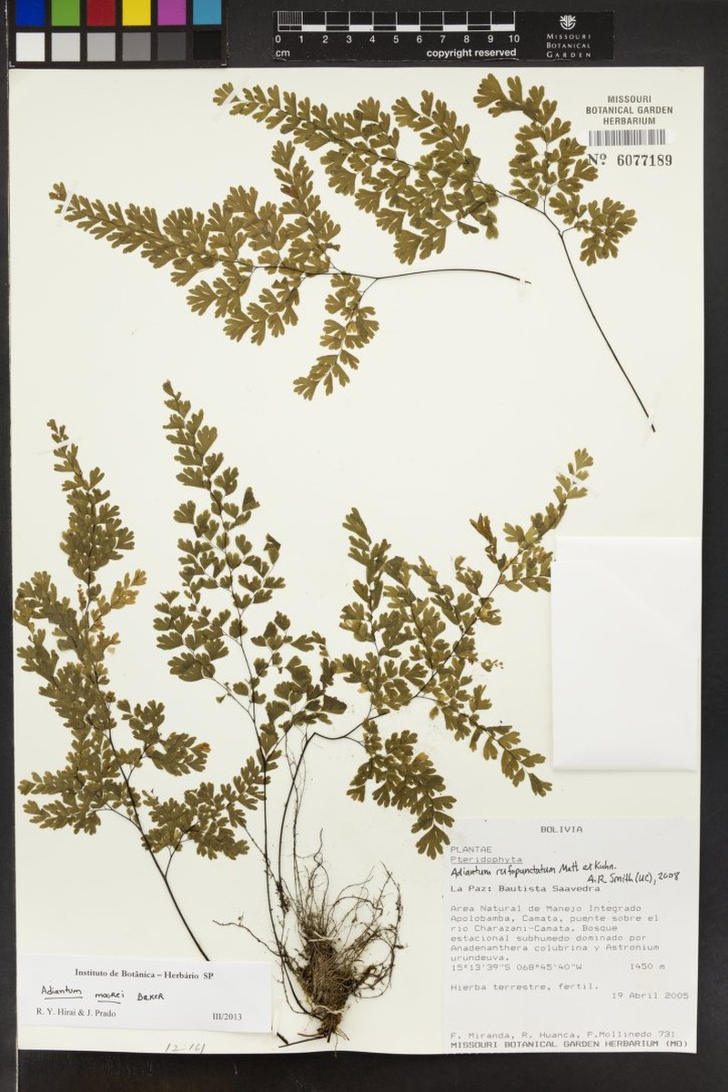 Adiantum moorei photo 2
