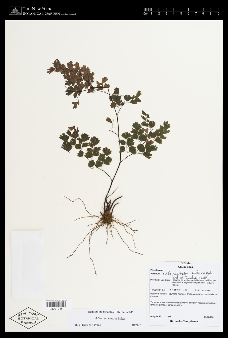 Adiantum moorei photo 3