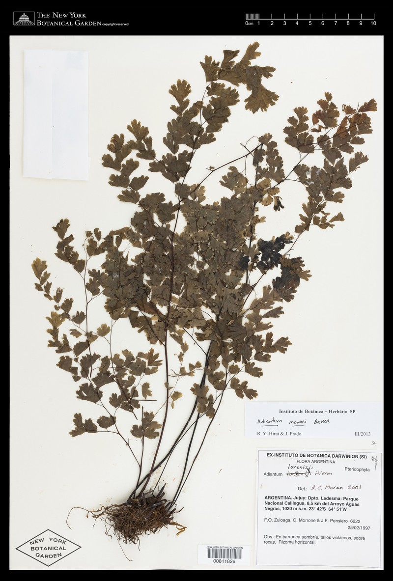 Adiantum moorei photo 4