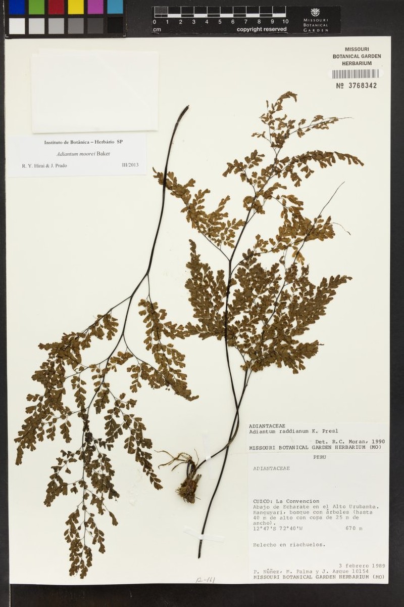 Adiantum moorei photo 5