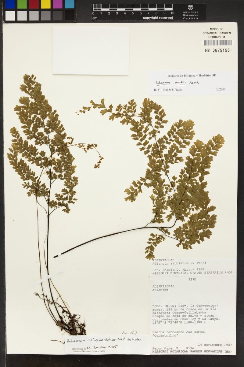 Adiantum moorei photo 6