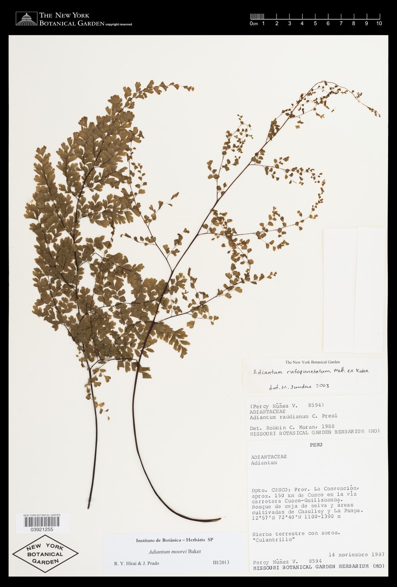 Adiantum moorei photo 7