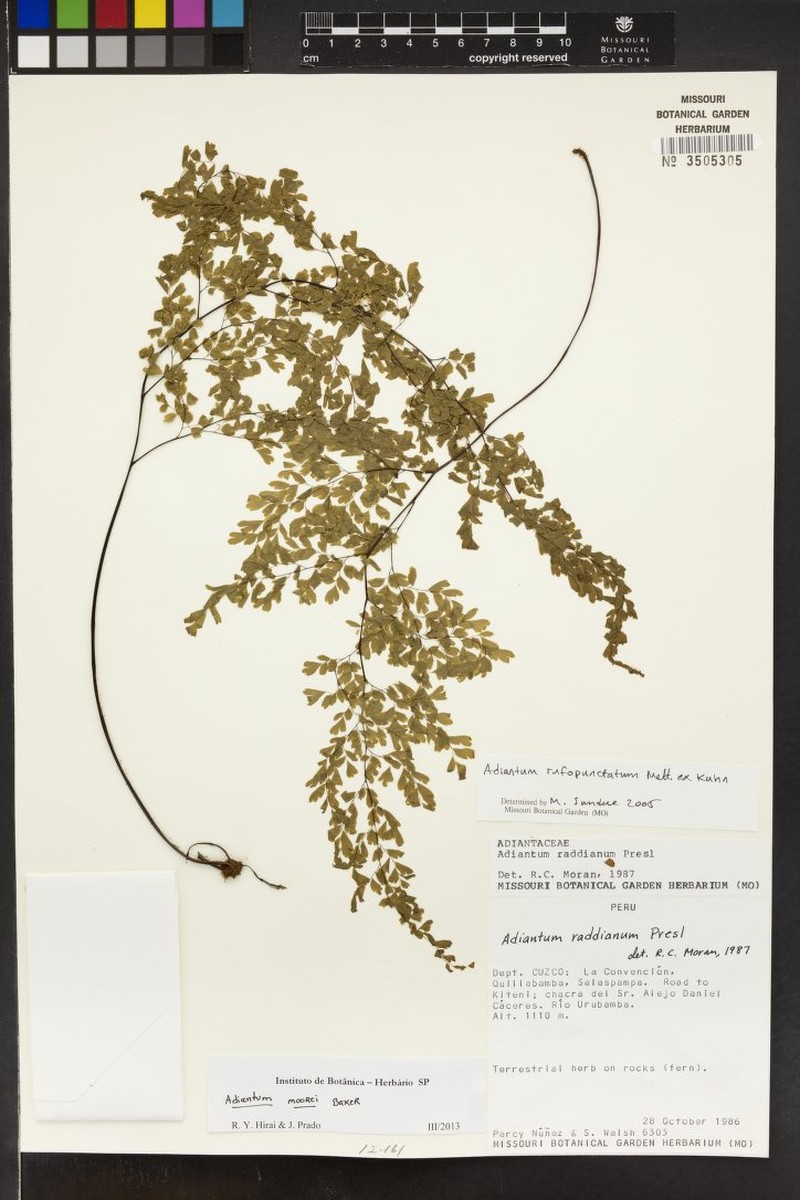 Adiantum moorei photo 8