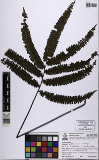 Adiantum multisorum