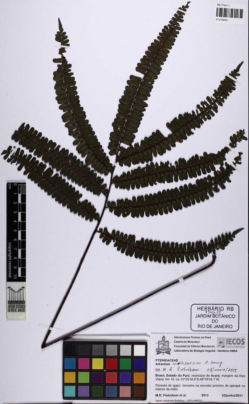 Adiantum multisorum