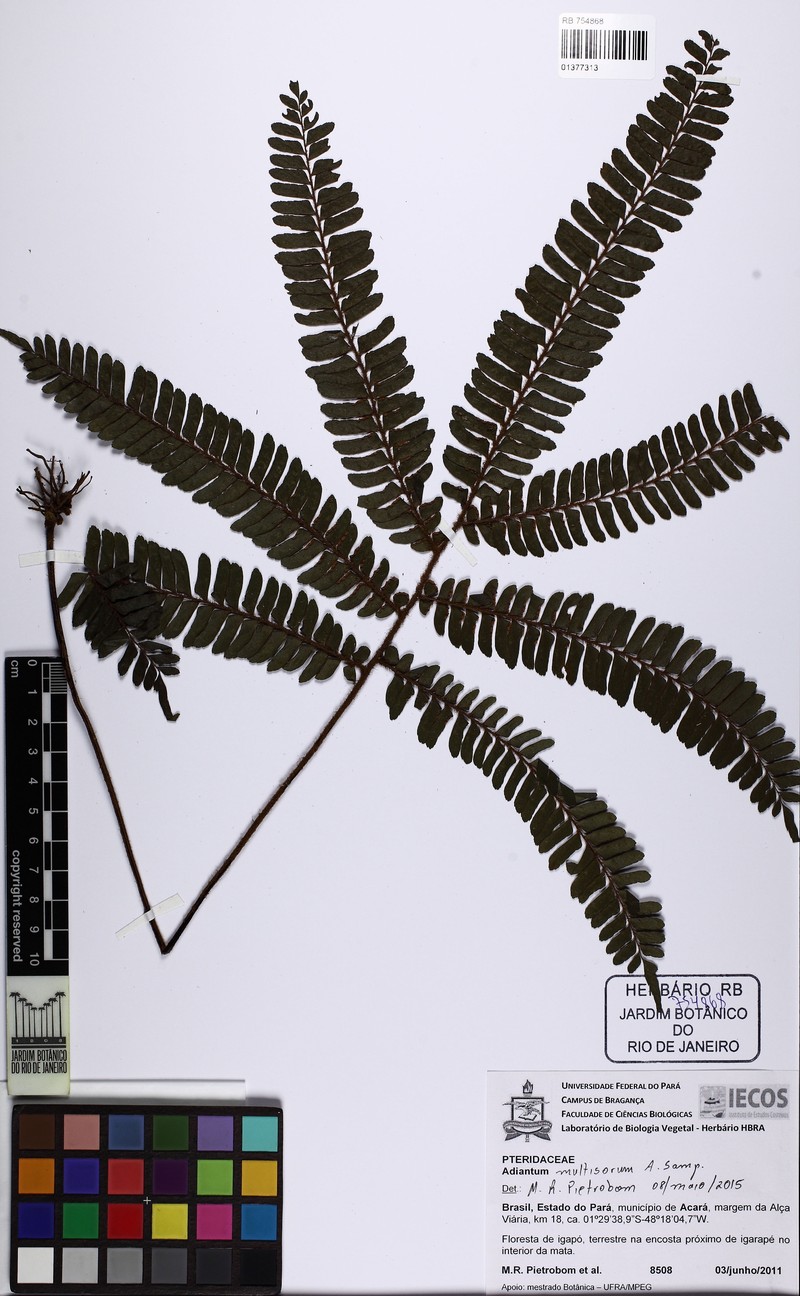 Adiantum multisorum photo 2