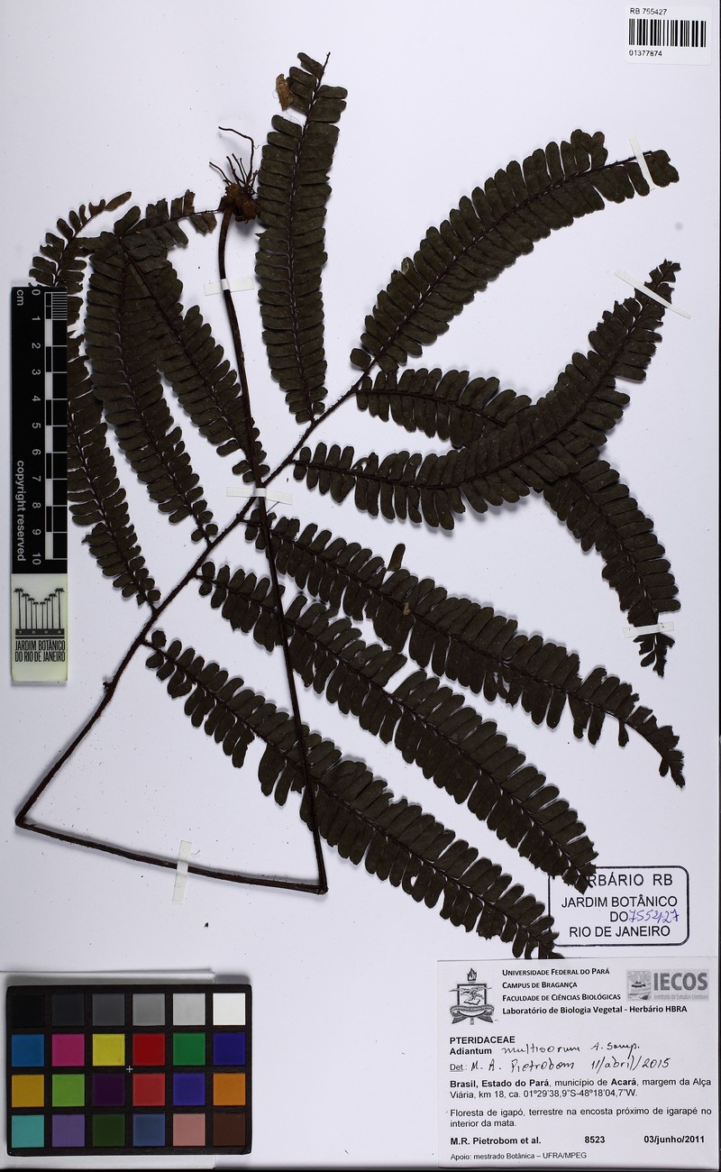 Adiantum multisorum photo 3