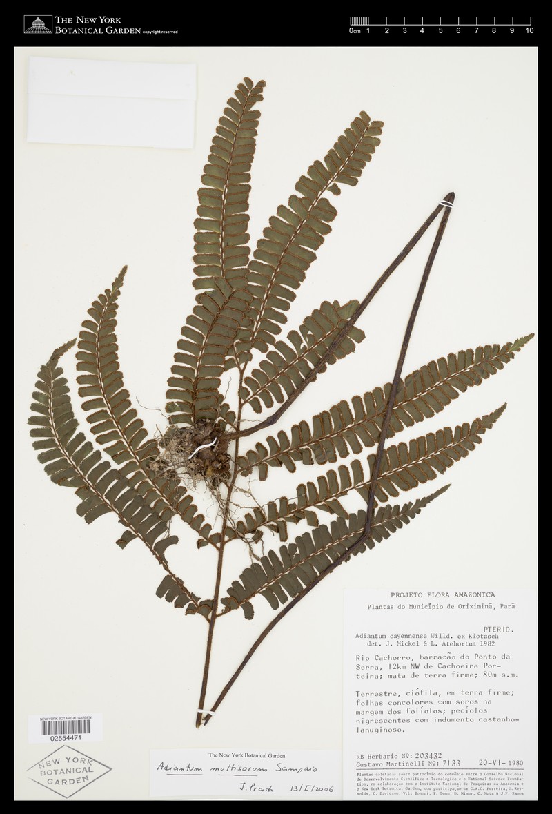Adiantum multisorum photo 4