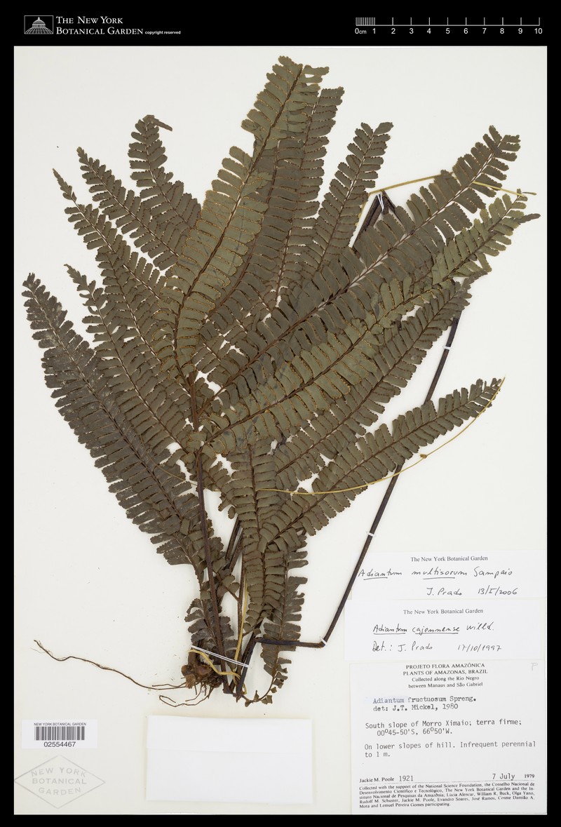 Adiantum multisorum photo 5