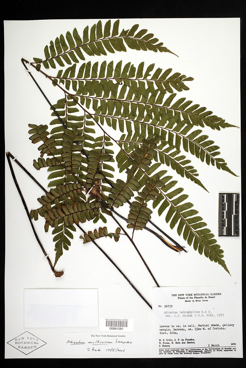 Adiantum multisorum photo 6