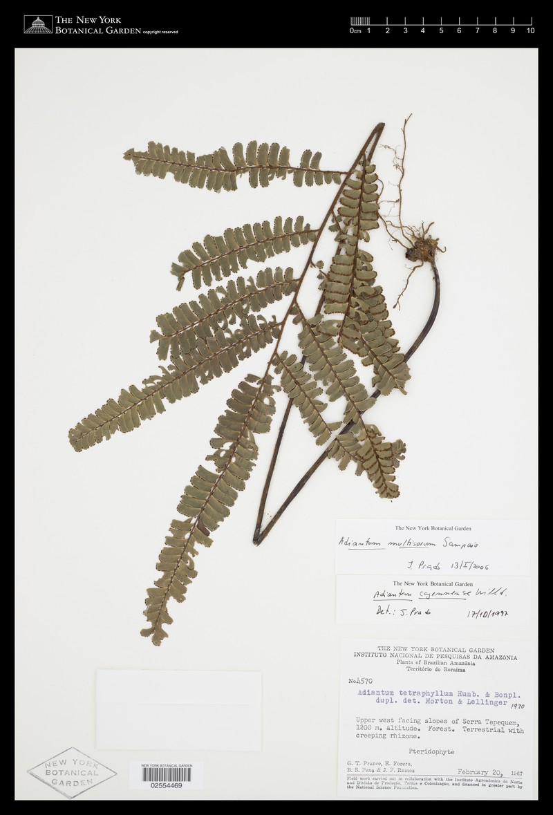 Adiantum multisorum photo 7