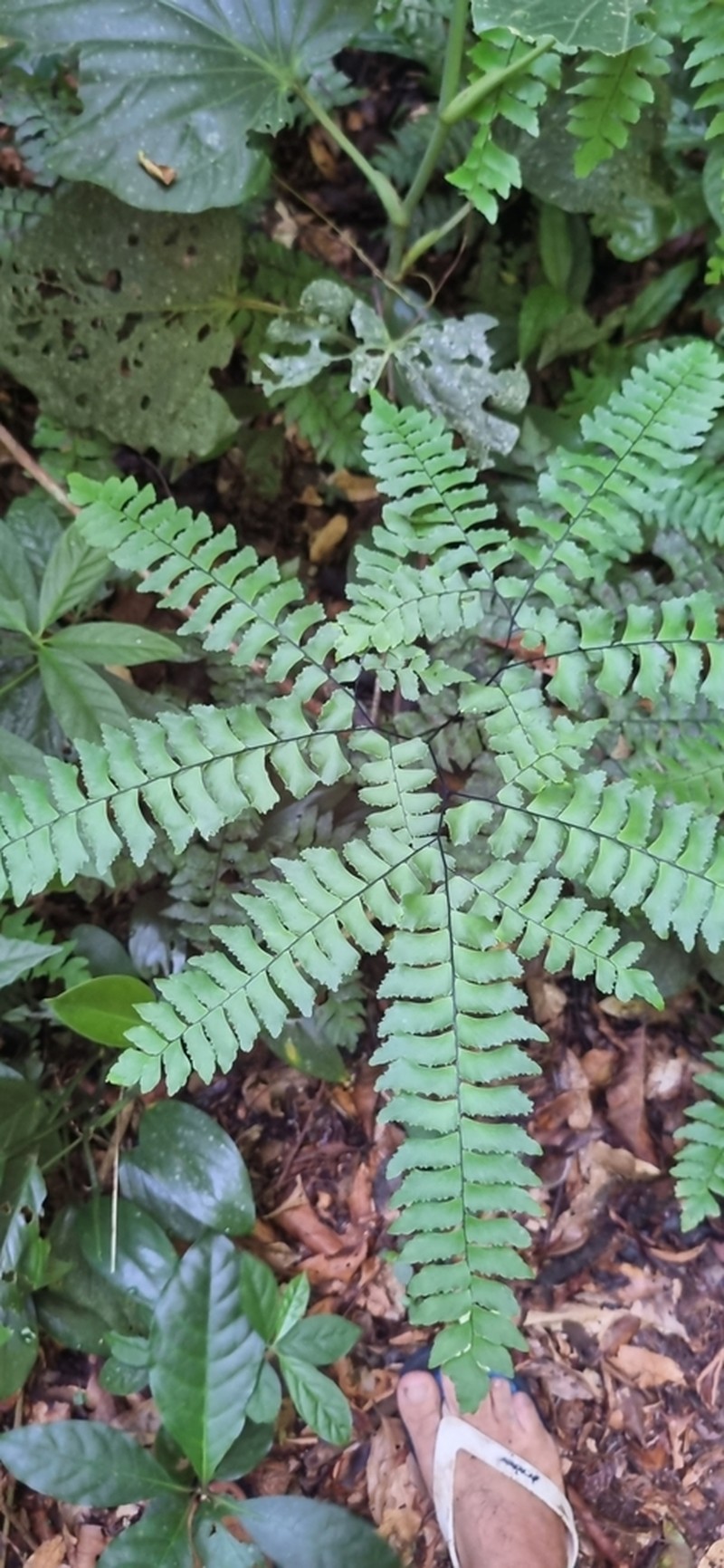 Adiantum mynsseniae