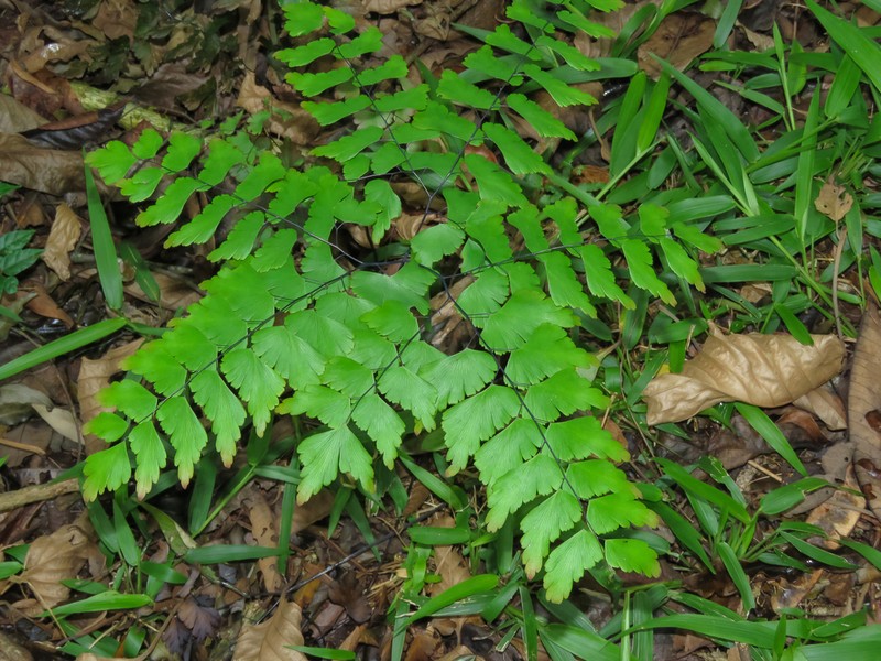Adiantum mynsseniae photo 2