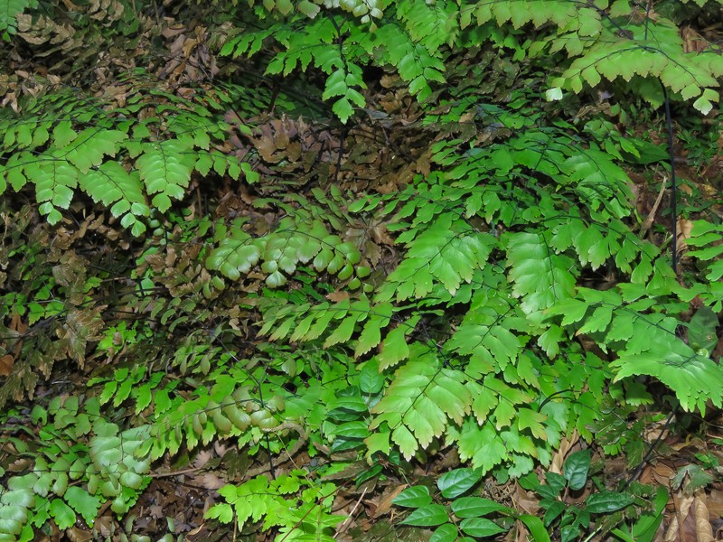 Adiantum mynsseniae photo 3