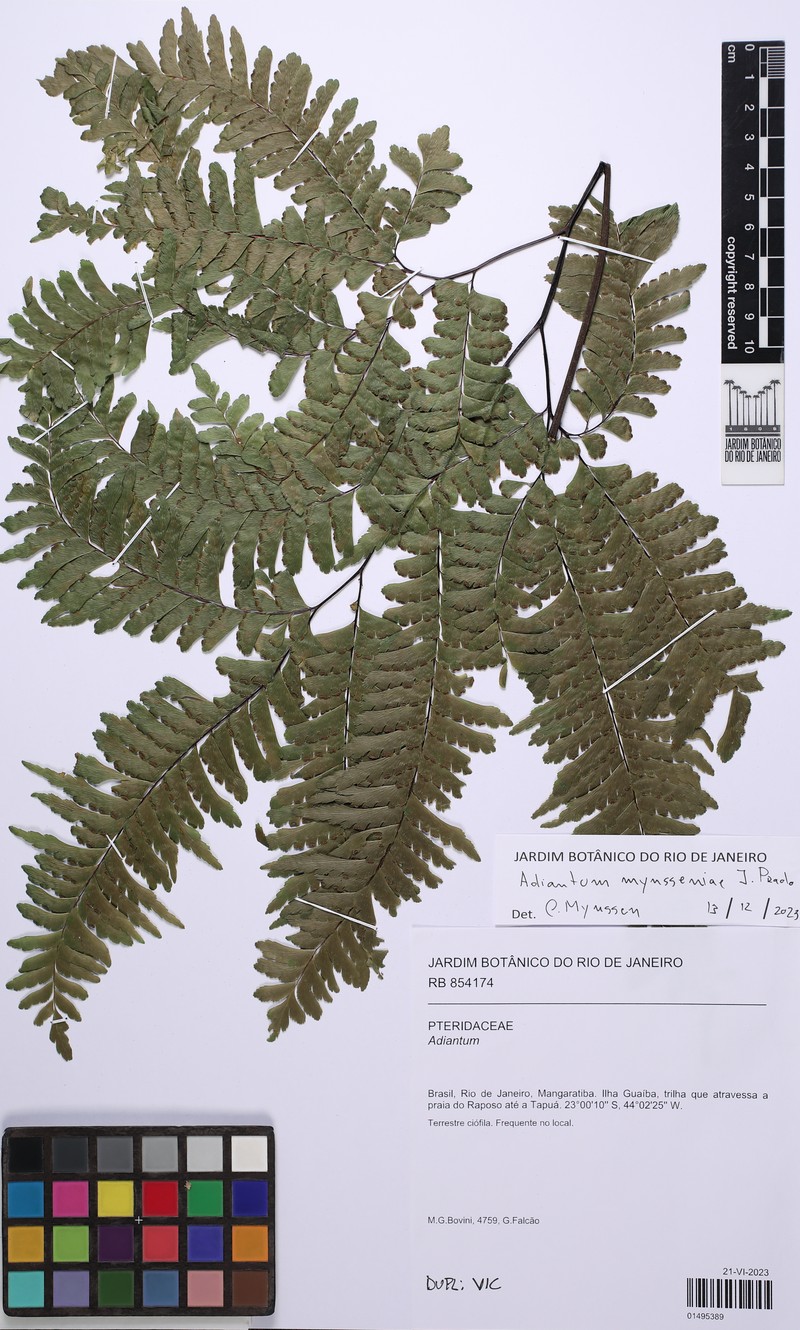 Adiantum mynsseniae photo 4