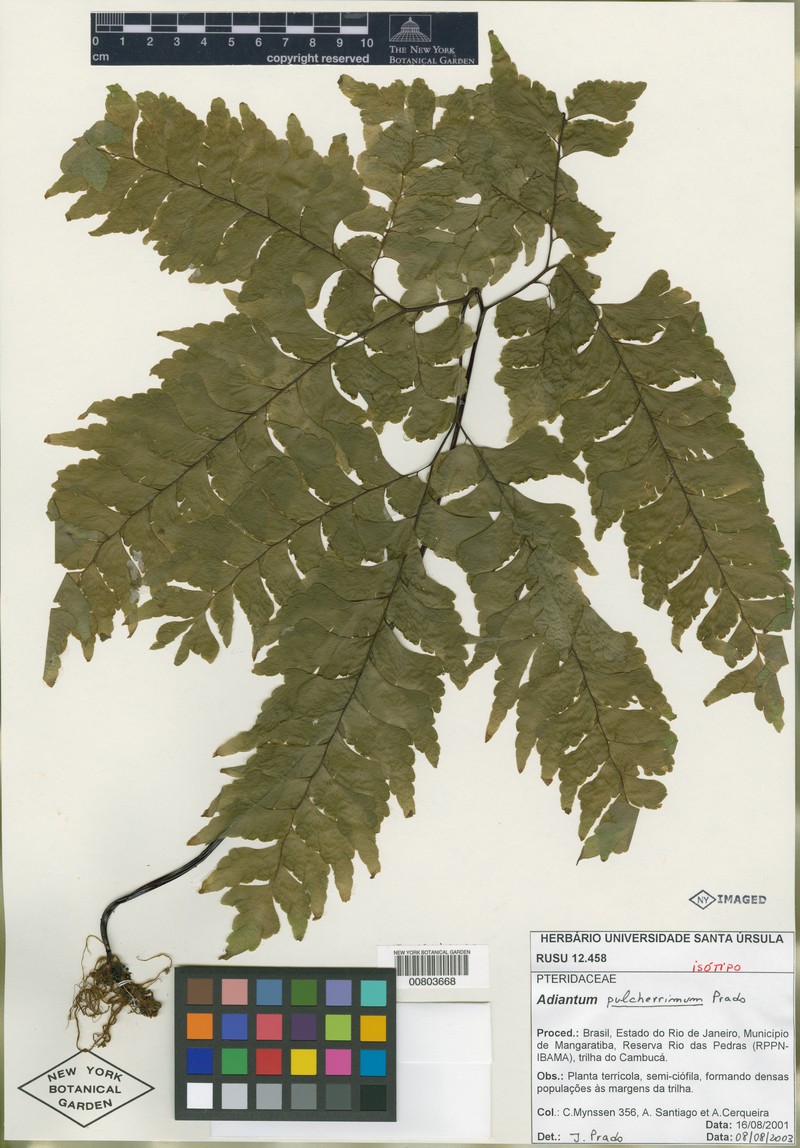 Adiantum mynsseniae photo 5