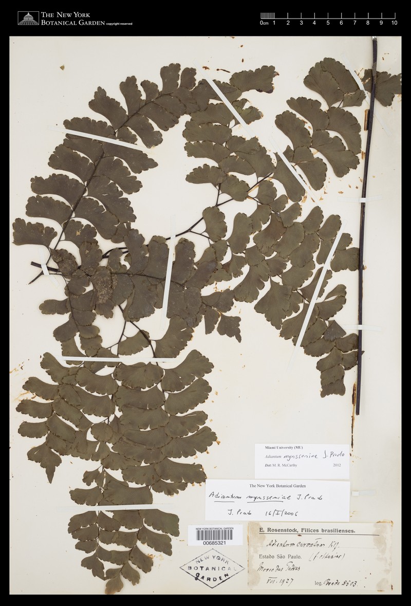 Adiantum mynsseniae photo 6