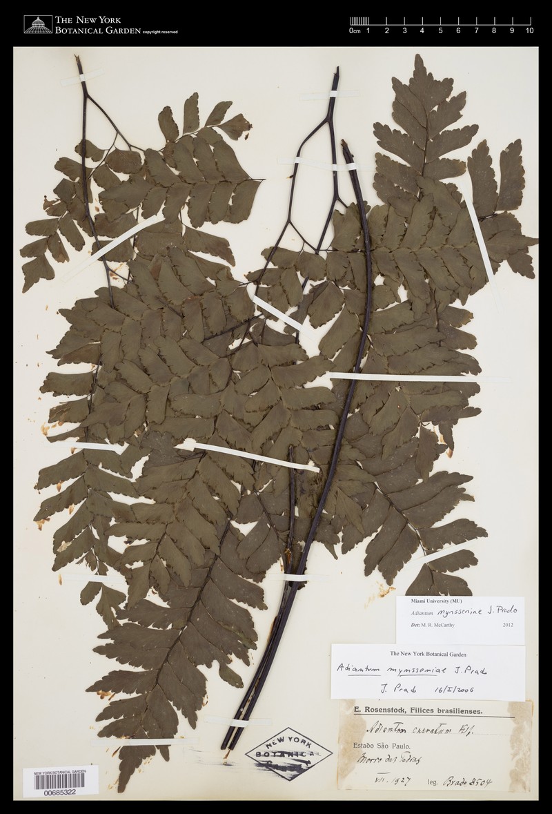 Adiantum mynsseniae photo 7
