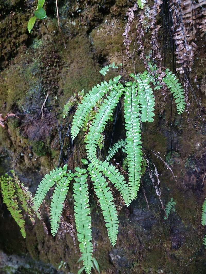 Adiantum myriosorum